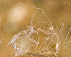 Skeleton Fight! Two skeleton shrimp in a boxing match. by Tony Cherbas 